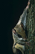 Southern flying squirrel climbing tree {Glaucomys volans} Canada.