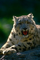 Snow leopard (Panthera uncia) captive, Bronx Zoo, New York, USA