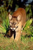 Florida panther / Puma (Felis concolor) Florida, USA. Captive