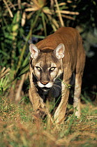 Florida panther (Felis concolor) Florida, USA captive