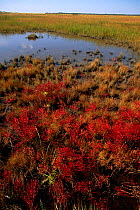 Marsh samphire (Salicornia europaea) on salt marsh. Delaware NJ USA