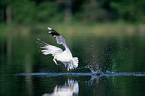 Common gull {Larus canus} catching fish.