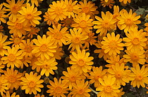Goldfields (Lasthenia californica) flowers, USA