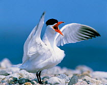Caspian tern calling, Sweden (Hydroprogne caspia)