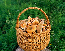 Basket of summer harvested milk-cap mushrooms (Lactarius deliciosus) Sweden