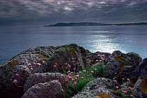 Thrift / Sea pinks (Armeria maritima), Isle of Mull, Scotland