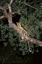 Female leopard in marula tree. MalaMala Game Reserve, South Africa