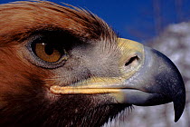 Golden Eagle head portrait