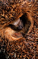 Hedgehog curled up, viewed from underside. UK