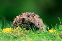 Hedgehog (Erinaceus europaeus) captive, Scotland