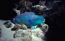 Steepheaded parrotfish sleeping (Scarus gibbus) Red Sea, Egypt.