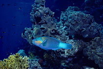 Bullethead parrotfish {Scarus sordidus} on reef, Red Sea