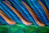 Dorsal fin detail of Bicolour parrotfish (Cetoscarus bicolor) Red Sea.