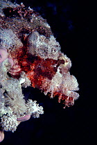 Bearded Scorpionfish head portrait (Scorpaenopsis barbatus) Red Sea - fish is well camouflaged on coral.