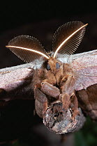 Male Polyphemus moth showing antennae (Antheraea polyphemus) Illinois, USA