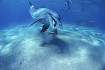 Bottlenose dolphin {Tursiops truncatus} playing with Octopus, Red Sea, Egypt