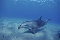Bottlenose dolphin {Tursiops truncatus} with Octopus prey around head, Red Sea, Egypt