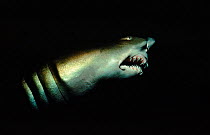Sand tiger shark at night (Carcharias taurus)