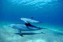 Bottlenose dolphin mother and calf (Tursiops truncatus) Red Sea