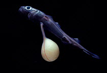 Newly hatched Spined pygmy shark still attached to egg sac (Squalilus laticaudatus) Mediterranean