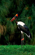 Saddlebill stork. Tanzania.