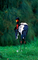 Saddlebill stork, Tanzania
