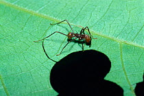 Leafcutter ant cutting off a piece of leaf. (Atta cephalotes) Costa Rica