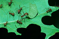Leafcutter ants cutting pieces of leaf. (Atta cephalotes) tropical rainforest, Costa Rica