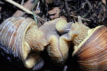 Edible snails mating. (Helix pomatia) UK. NB chalky love dart