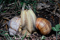 Edible snails courtship / mating (Helix pomatia) UK. In the mating season, all snails are male, exchanging sperm by hypodermic insertion of "love darts". Later on, the snails become female and fertili...