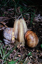 Edible snails courtship / mating. (Helix pomatia) UK.