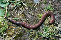 Brandling worm. (Eisenia foetida) UK
