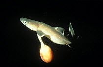 Premature Great blue shark (Prionace glauca) with yolk sac placenta, New England, USA