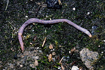 Lilac earthworm on moss (Octolasion cyaneum) UK