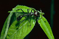 Giant ponerine ant feeding on nectar (Paraponera clavata) Costa Rica