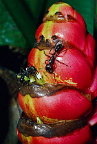 Giant ponerine ants (Paraponera clavata) feeding on Heliconia imbricata plant, tropical rainforest, Costa Rica