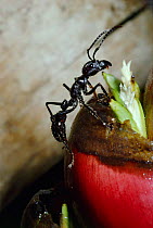 Giant ponerine ant feeding (Paraponera clavata) on Heliconia, Costa Rica