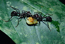Giant ponerine ants with seed (Paraponera clavata) Costa Rica tropical rainforest