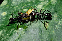 Giant ponerine ants with seed for food (Paraponera clavata) Costa Rica. Trophallaxis