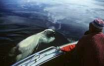 Camerman Doug Allan filming Polar bear {Ursus maritimus} swimming from boat, summer, Canada Arctic. On location for BBC programme "Polar Bear Special", May 1996