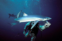 Great blue shark being fed by diver (Prionace glauca) USA Diver in protective chain mail Model released.