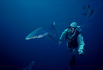 Great blue sharks (Prionace glauca) with diver wearing protective chain mail suit Model released.
