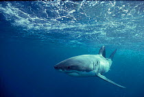 Great white shark (Carcharodon carcharias) S Australia