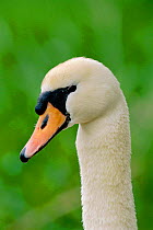 Portrait of mute swan head (Cygnus olor) England