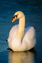 Mute swan sitting on ice portrait (Cygnus olor) England