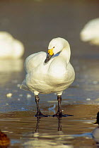 Bewicks swan standing on ice portrait (Cygnus columbianus bewickii) UK