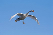 Mute swan coming in to land, UK
