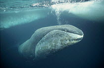 Bowhead whale just under ice,  Arctic