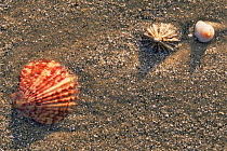 Shells on the beach, Mallaig. Scotland.