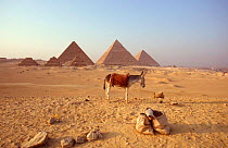 Domestic donkey in front of the famous Pyramids of Giza, Egypt